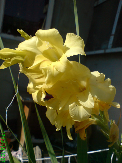 DSC05934 - My flowers