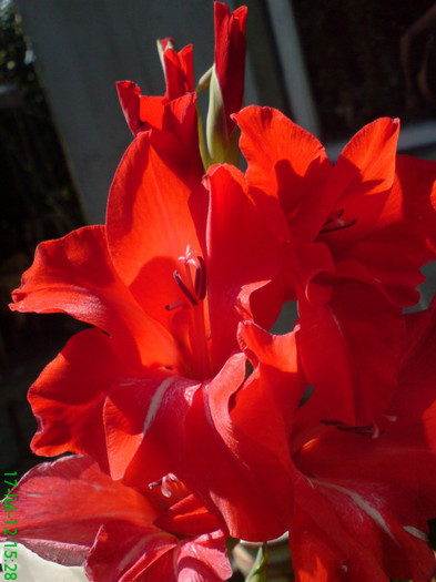 DSC05936 - My flowers