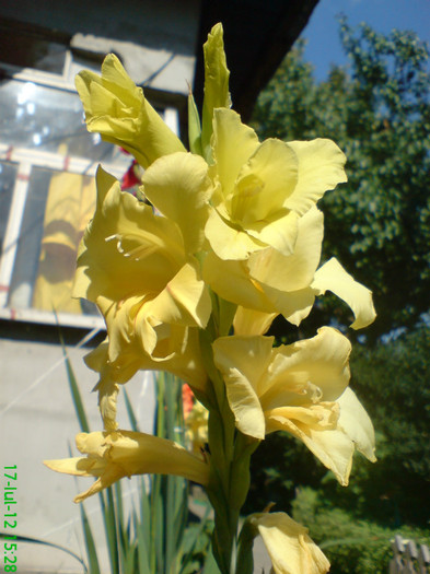 DSC05938 - My flowers