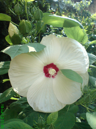 DSC05964 - My flowers