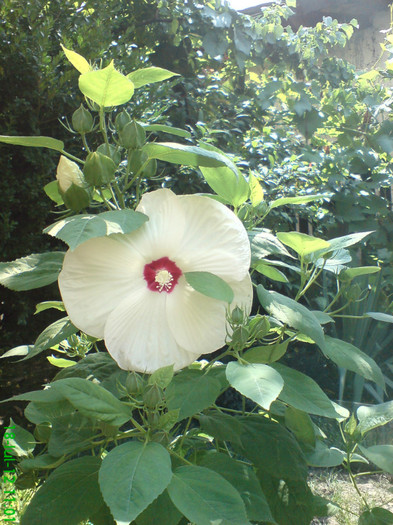 DSC05965 - My flowers