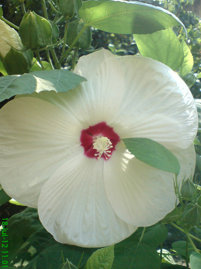 DSC05966 - My flowers