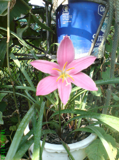 DSC05967 - My flowers