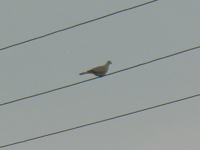 Collared Dove (2012, July 16) - Collared Dove_Gugustiuc