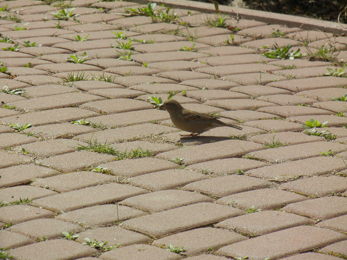 House Sparrow_Vrabiuta (2012, Apr.04) - House Sparrow_Vrabiuta