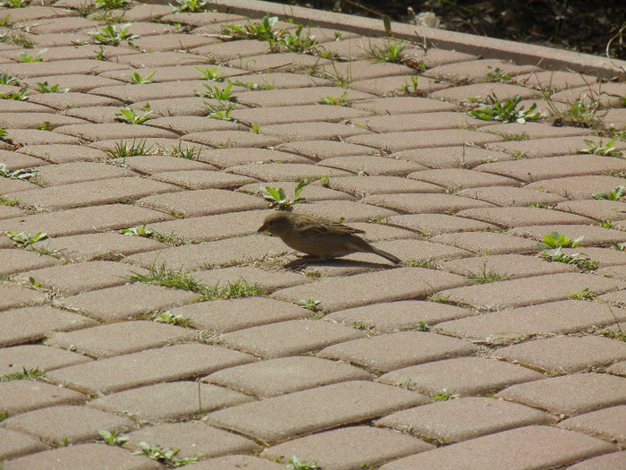 House Sparrow_Vrabiuta (2012, Apr.04) - House Sparrow_Vrabiuta