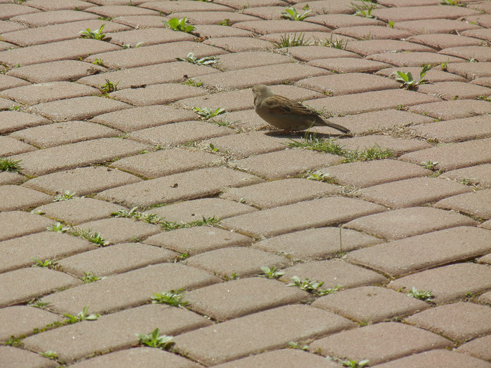 House Sparrow_Vrabiuta (2012, Apr.04) - House Sparrow_Vrabiuta