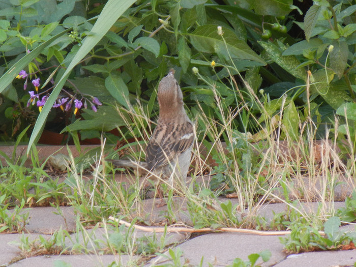 Passer domesticus (2012, July 06) - House Sparrow_Vrabiuta