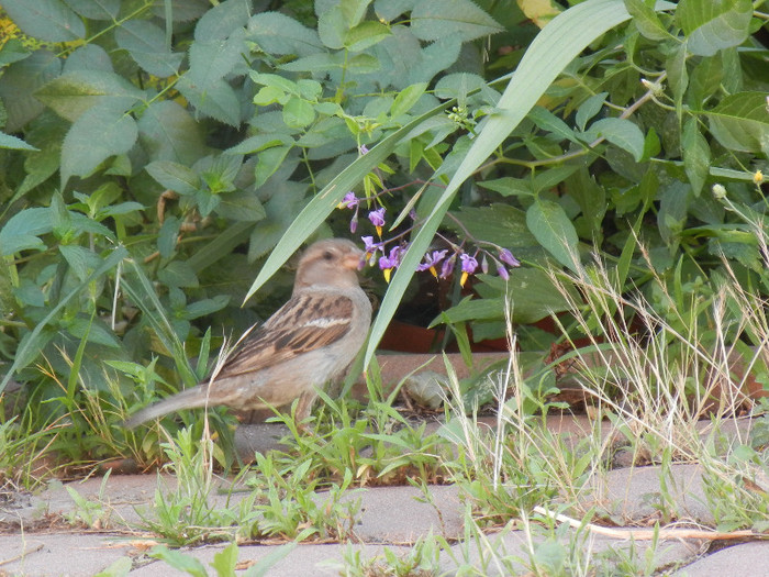 Passer domesticus (2012, July 06) - House Sparrow_Vrabiuta