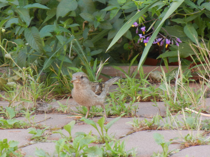 Passer domesticus (2012, July 06)