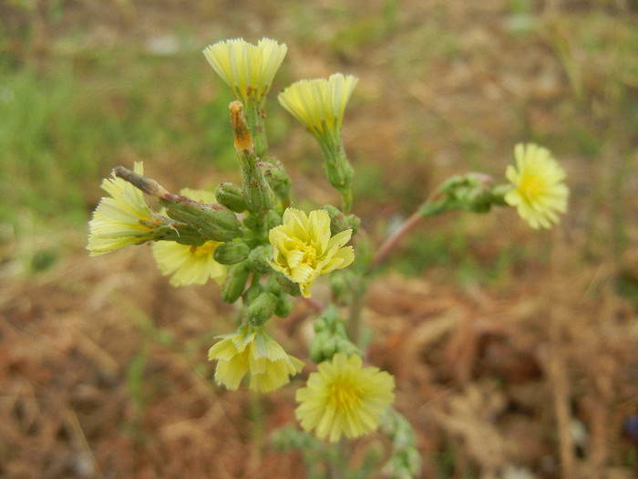 Lactuca serriola (2012, July 17)