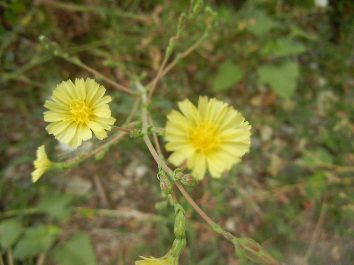 Prickly Lettuce (2012, July 17)