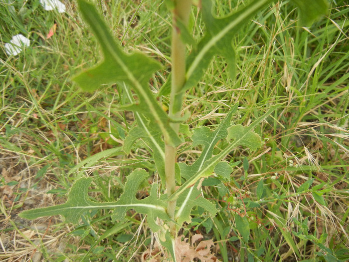 Prickly Lettuce leaves (2012, July 17) - Lactuca serriola