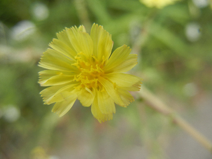 Prickly Lettuce (2012, July 17) - Lactuca serriola