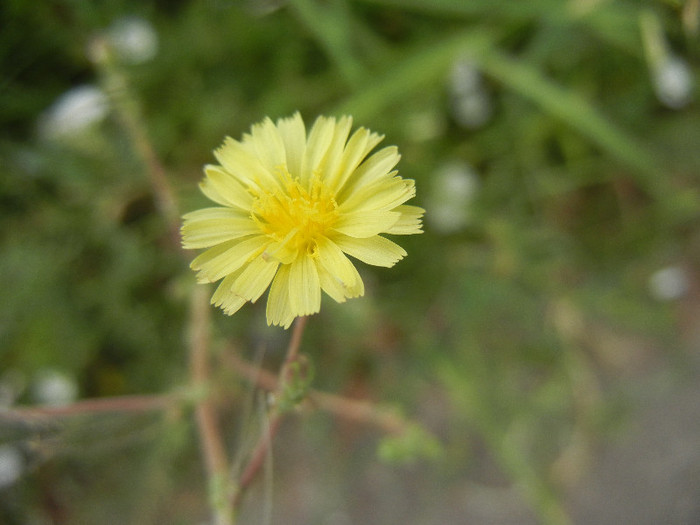 Prickly Lettuce (2012, July 17) - Lactuca serriola