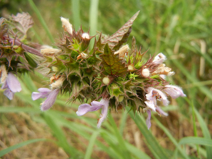 Lamium purpureum (2012, July 17) - Lamium purpureum