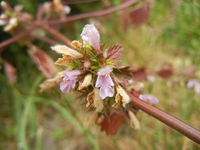 Lamium purpureum (2012, July 17)