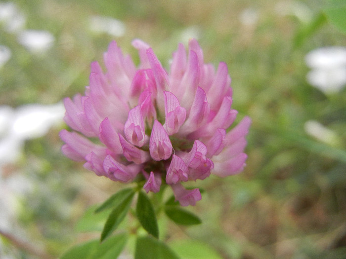 Trifolium pratense (2012, July 17) - Trifolium pratense_Red Clover