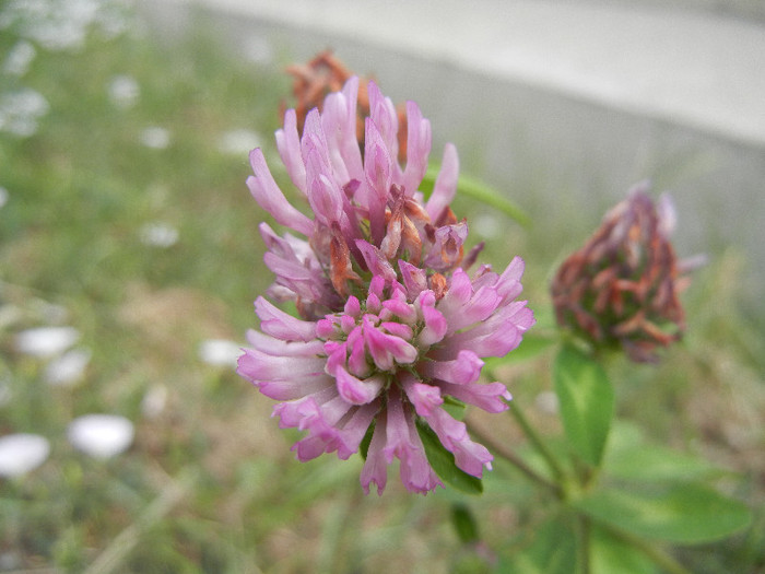 Trifolium pratense (2012, July 17)