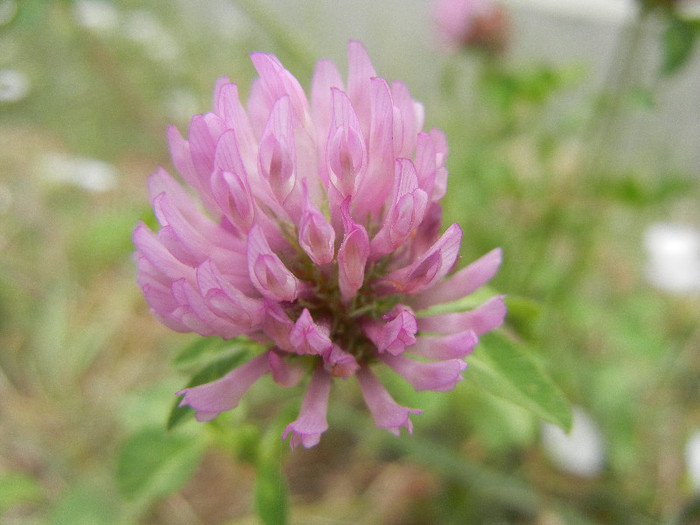 Trifolium pratense (2012, July 17) - Trifolium pratense_Red Clover