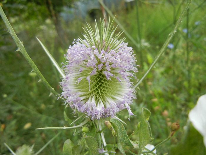 Dipsacus fullonum (2012, July 17) - Dipsacus fullonum_Teasel