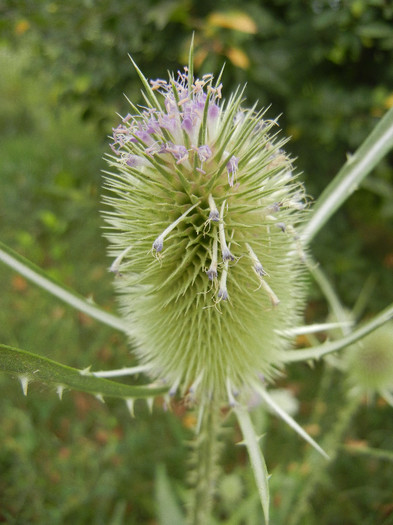 Dipsacus fullonum (2012, July 17) - Dipsacus fullonum_Teasel