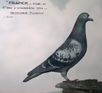 Fabry-foto-porumbelul-Franck - Crescatoria Fabry
