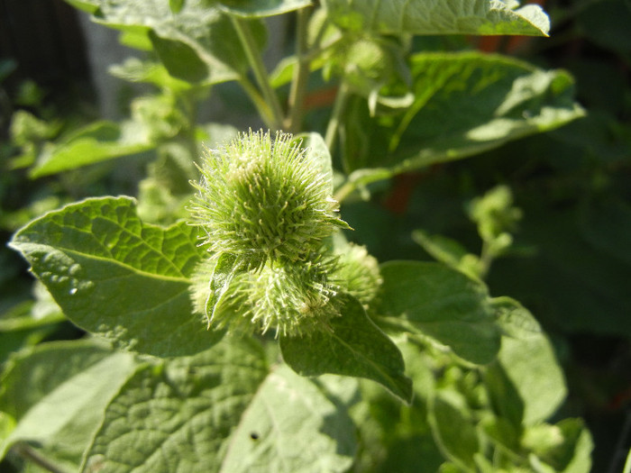 Arctium lappa_Burdock (2012, July 02) - Arctium lappa_Burdock