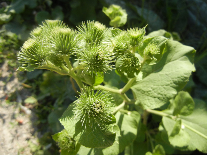 Arctium lappa_Burdock (2012, July 02) - Arctium lappa_Burdock