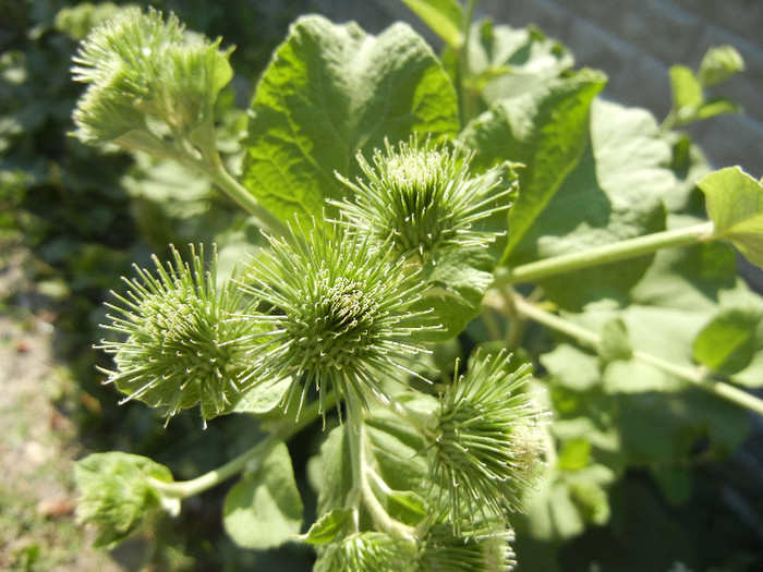 Arctium lappa_Burdock (2012, July 10)