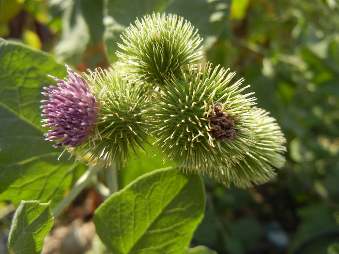 Arctium lappa_Burdock (2012, July 12) - Arctium lappa_Burdock