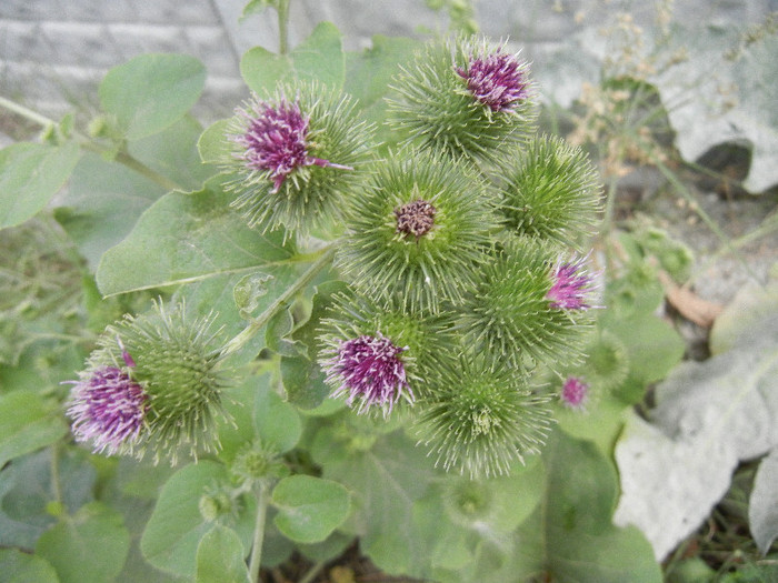 Arctium lappa_Burdock (2012, July 16) - Arctium lappa_Burdock