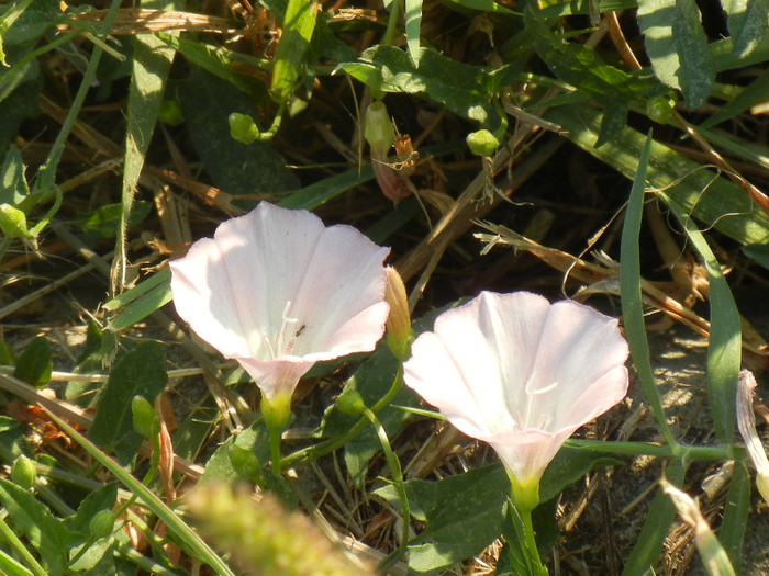 Field Bindweed (2012, July 17) - Convolvulus arvensis