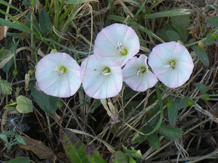 Rochita Randunicii (2012, July 17) - Convolvulus arvensis