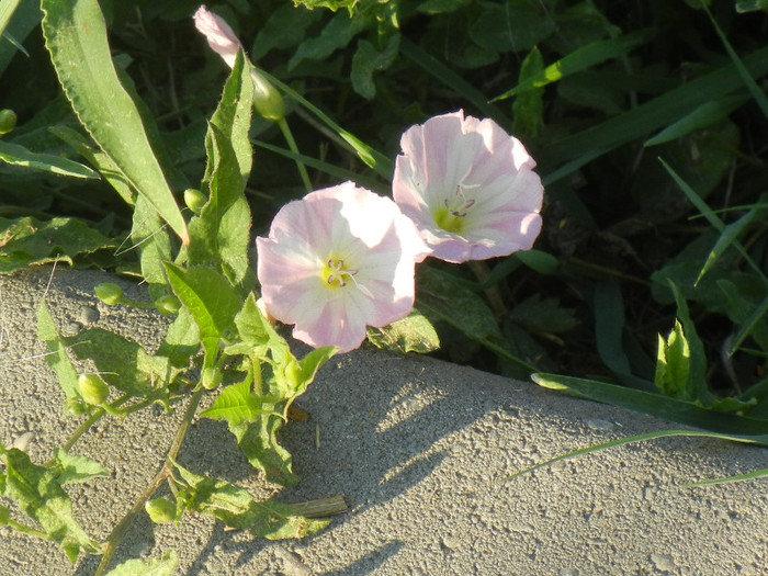 Rochita Randunicii (2012, July 17) - Convolvulus arvensis