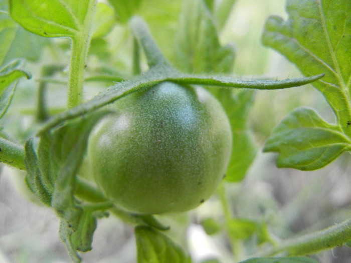 Tomato Black Cherry (2012, June 27)