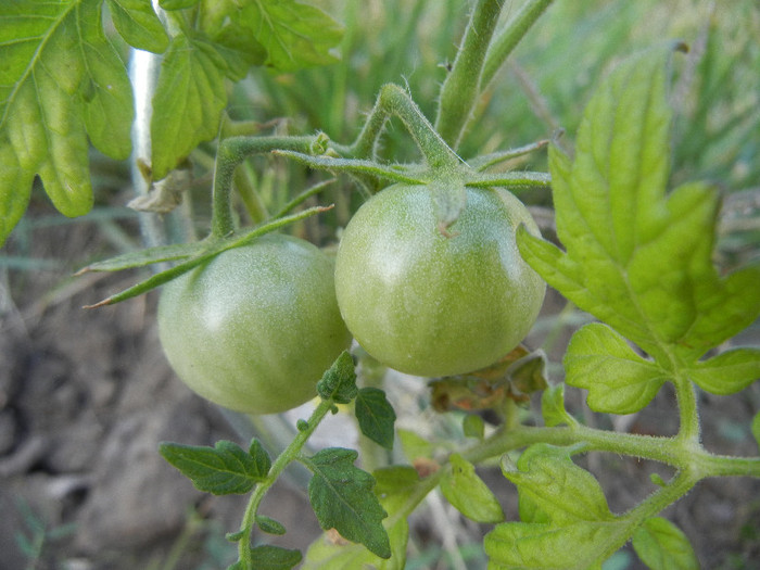 Tomato Black Cherry (2012, July 14)
