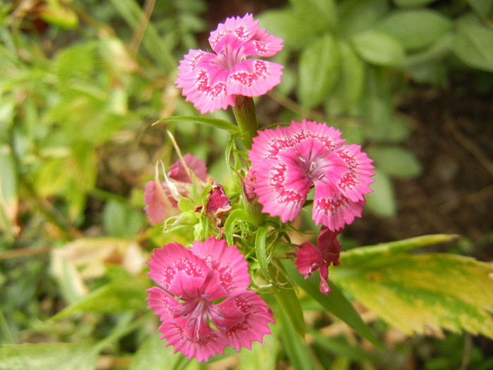 Dianthus barbatus (2012, July 17) - Dianthus Barbatus