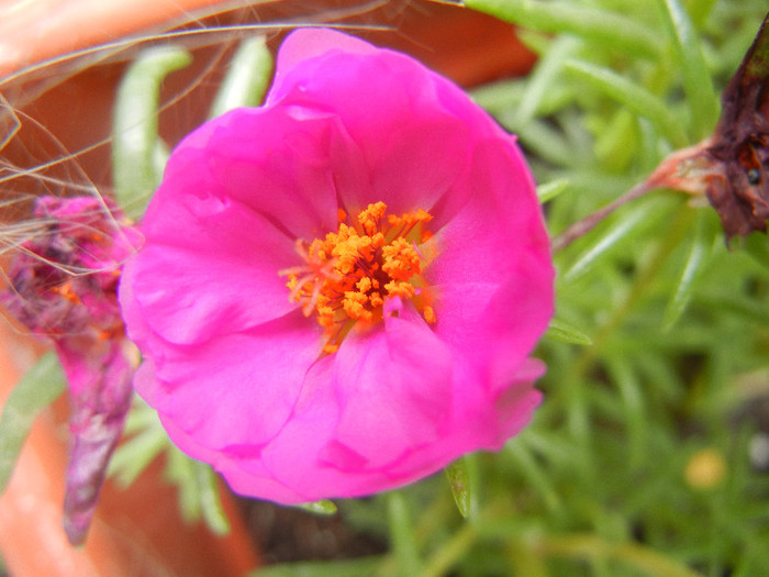 Portulaca grandiflora (2012, July 17) - PORTULACA Grandiflora