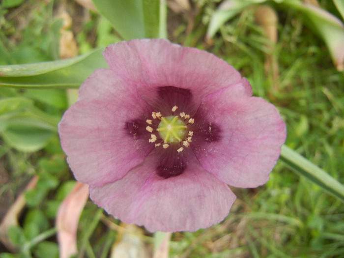 Purple Poppy (2012, May 21)