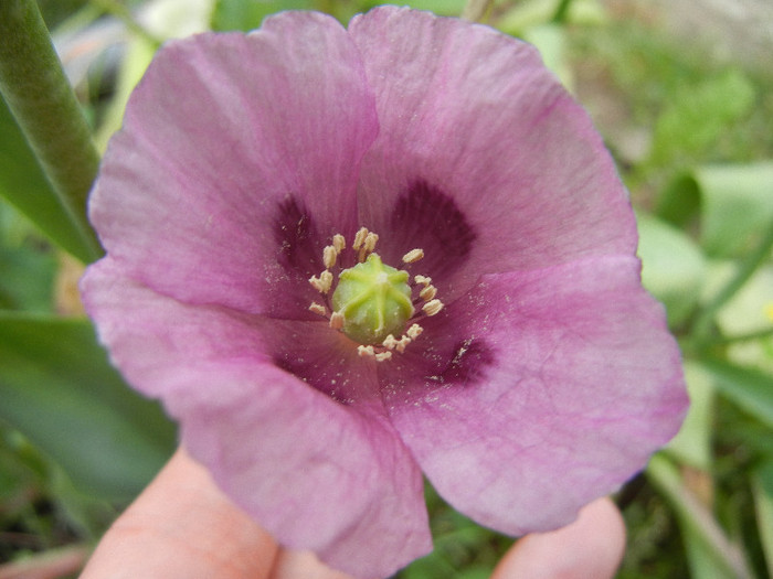 Purple Poppy (2012, May 21)