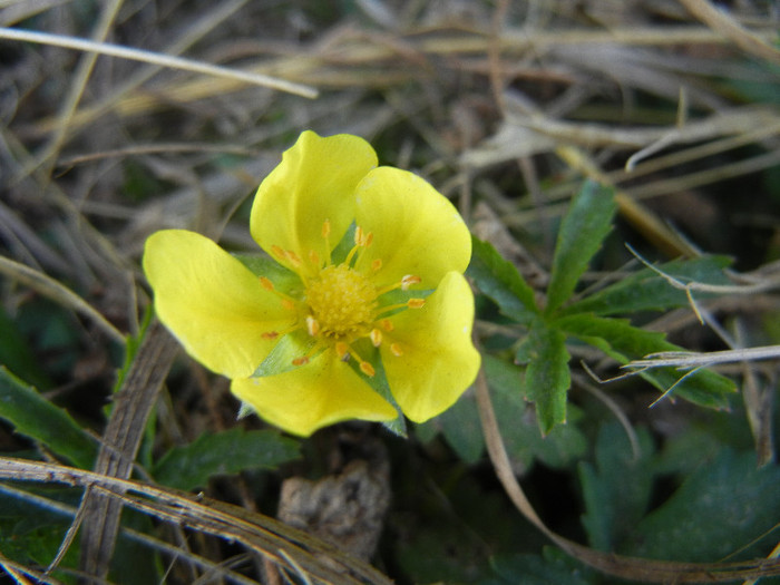 Creeping Cinquefoil (2012, July 17) - Potentilla reptans