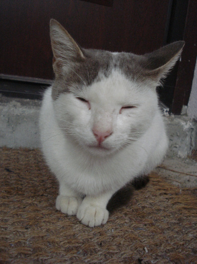 White & Grey cat, 10aug2011 - CATS_Pisici