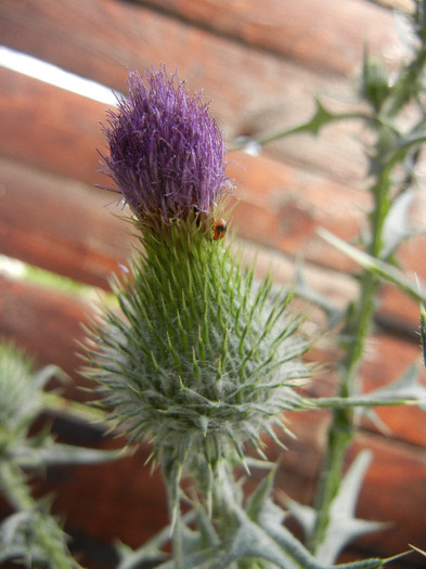 Cirsium spp. (2012, July 16) - Cirsium spp_Thistle