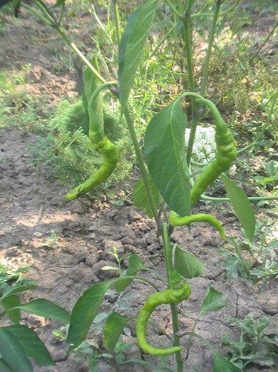PIC_8370 - Gradina mea de legume