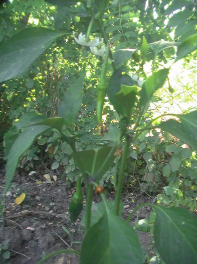 PIC_8376 - Gradina mea de legume