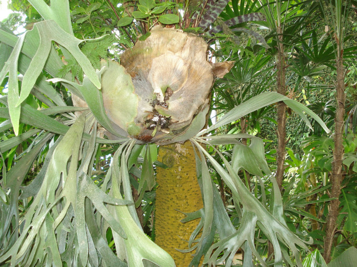 DSC04568 - Tenerife 2011