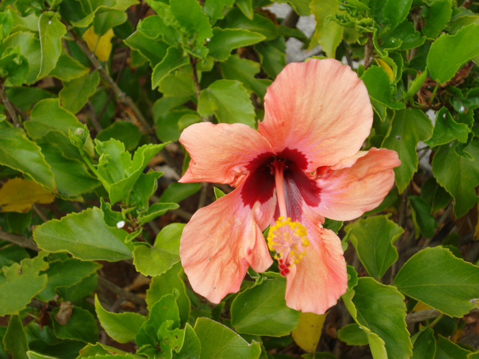 DSC04706 - Tenerife 2011