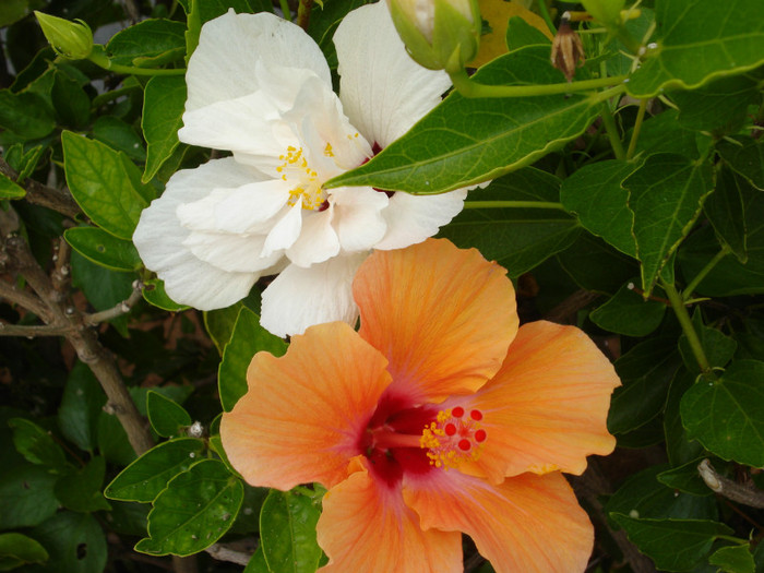 DSC04708 - Tenerife 2011