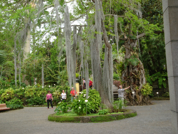 DSC04714 - Tenerife 2011
